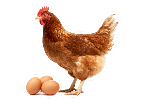 Несусы и размножители