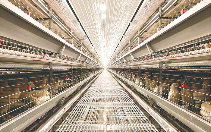 Несусы и размножители