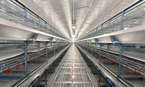 Подготовительное оборудование на месте! Компания Little Giant помогает компании Jiangxi ускорить строительство современной птицеводческой фермы на 2 миллиона птиц