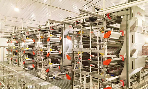 Первый этап проекта в Аньхое завершен! Little Giant помогает местным жителям внедрить новую интеллектуальную модель разведения!