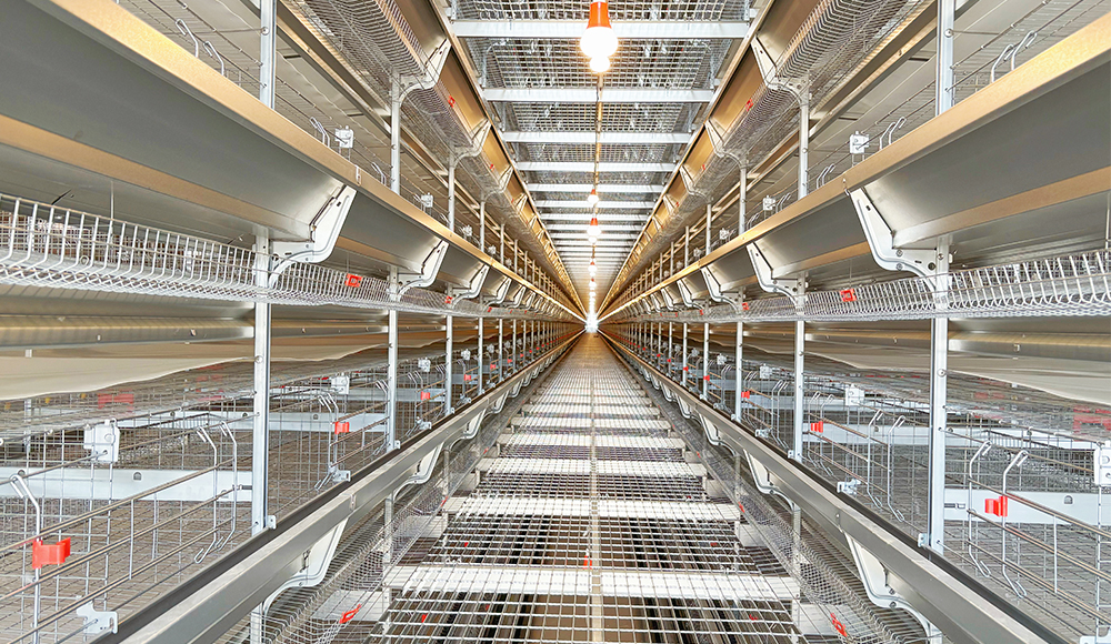 Проект современной яйцеводческой фермы в Цзяцзяне на 2 миллиона ярусов в год