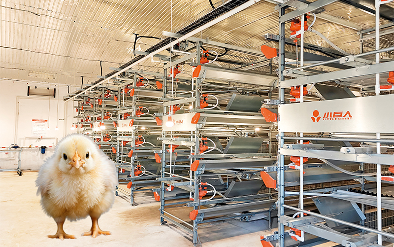 Многоуровневая автоматизированная система вынашивания и выращивания