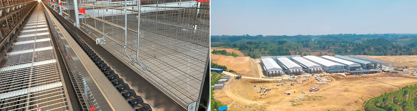 Проект современной яичной фермы в Цзяцзяне на 2 миллиона слоев