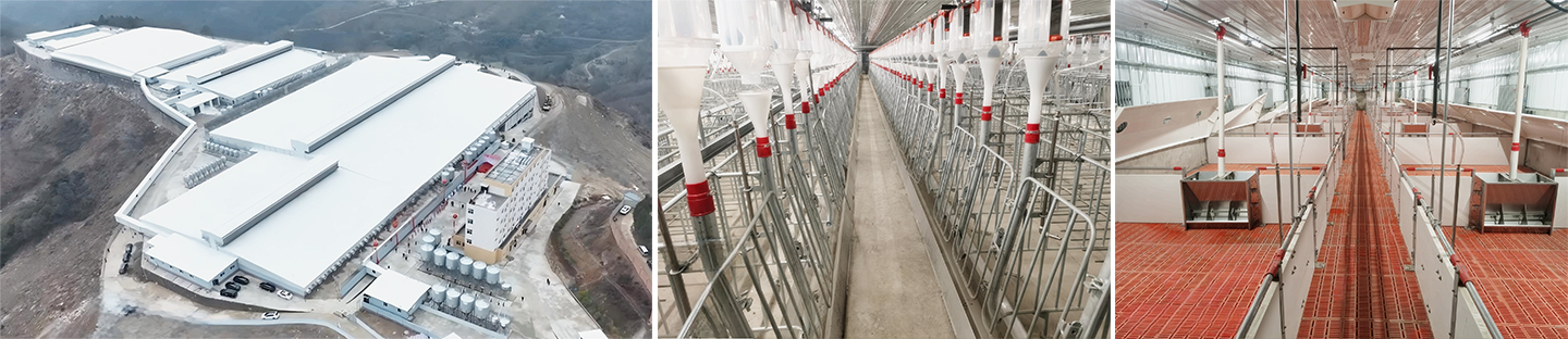 Проект свинофермы Ankang.