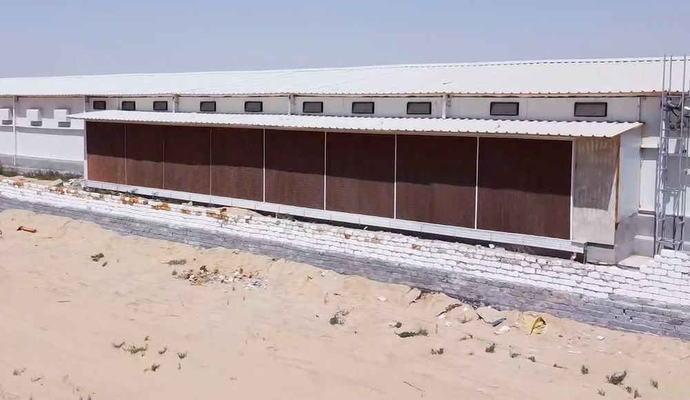 Проект современной бройлерной фермы в Египте