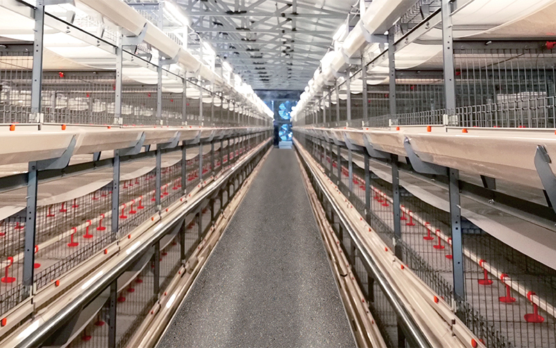 Клетка для бройлеров типа 4140 -Однорядная двойная кормушка Желоб