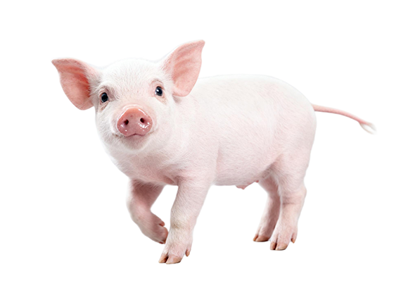 Животноводство