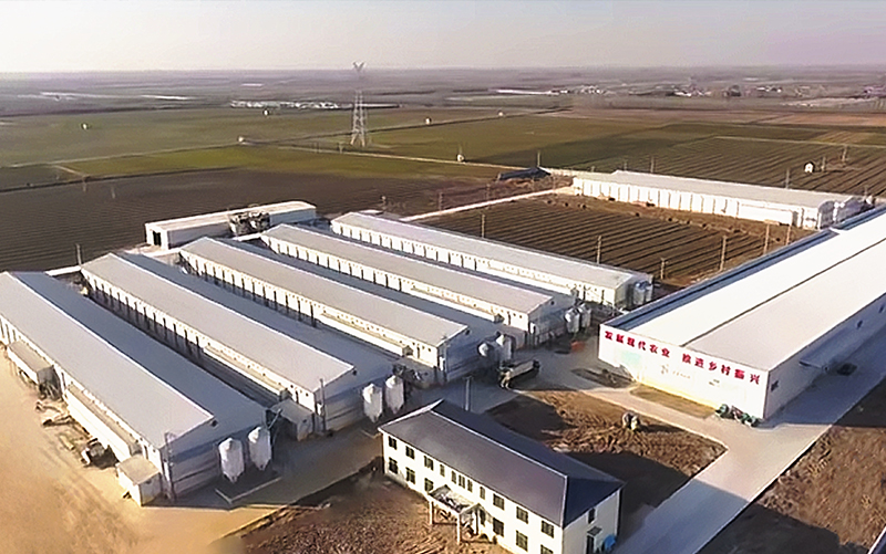 Проект 5-рядного 5-уровневого слоя в Цзинане стоимостью 1 миллион долларов