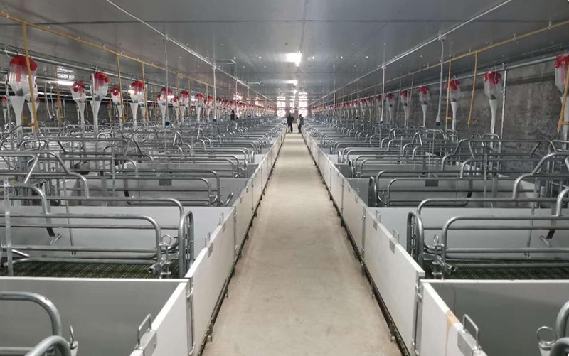 Ящик для опороса европейских свиноматок