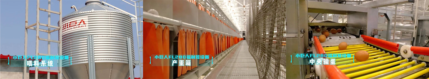 Демонстрация проекта по созданию клетки для содержания кур-несушек в Хэбэе в 2024 году