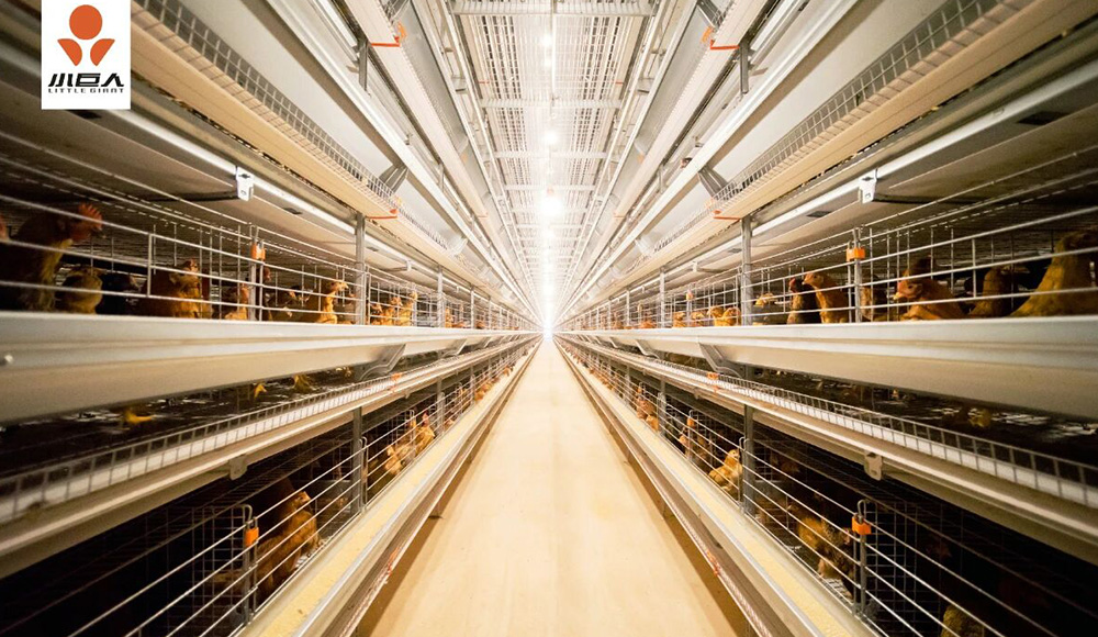 Маленький гигант | Еще один проект премиум-класса, реализованный в Цзянсу