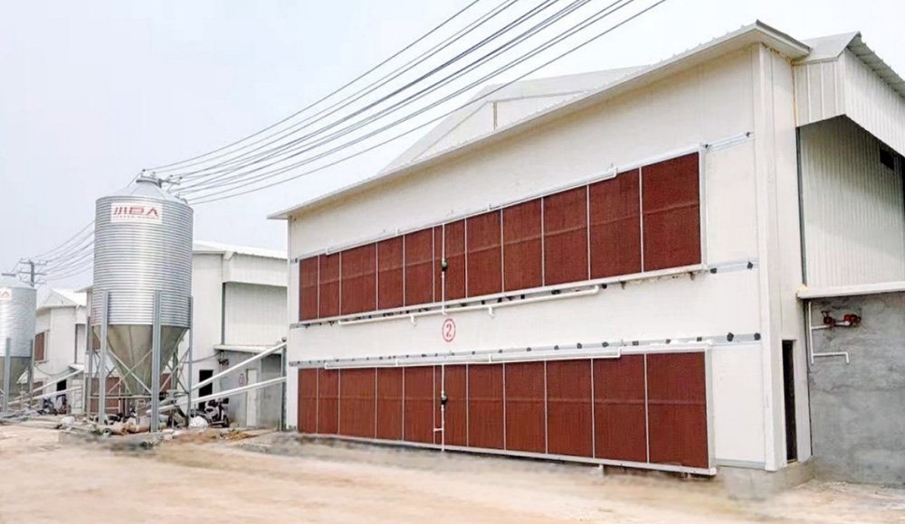 Новые успехи! Документальный фильм о втором этапе строительства проекта по разведению цыплят Little