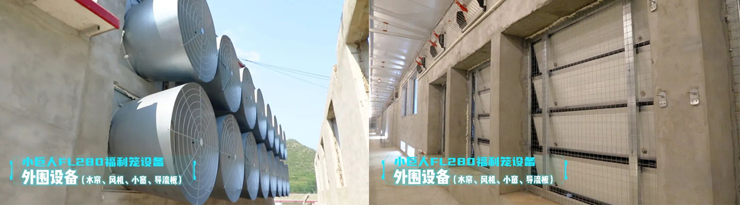 Демонстрация проекта по созданию клетки для содержания кур-несушек в Хэбэе в 2024 году