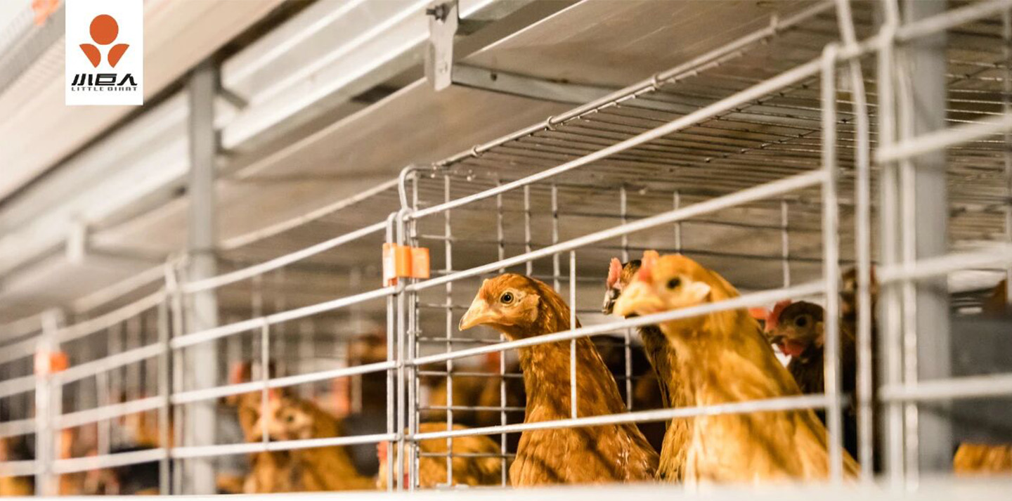 Маленький гигант | Еще один проект премиум-класса, реализованный в Цзянсу