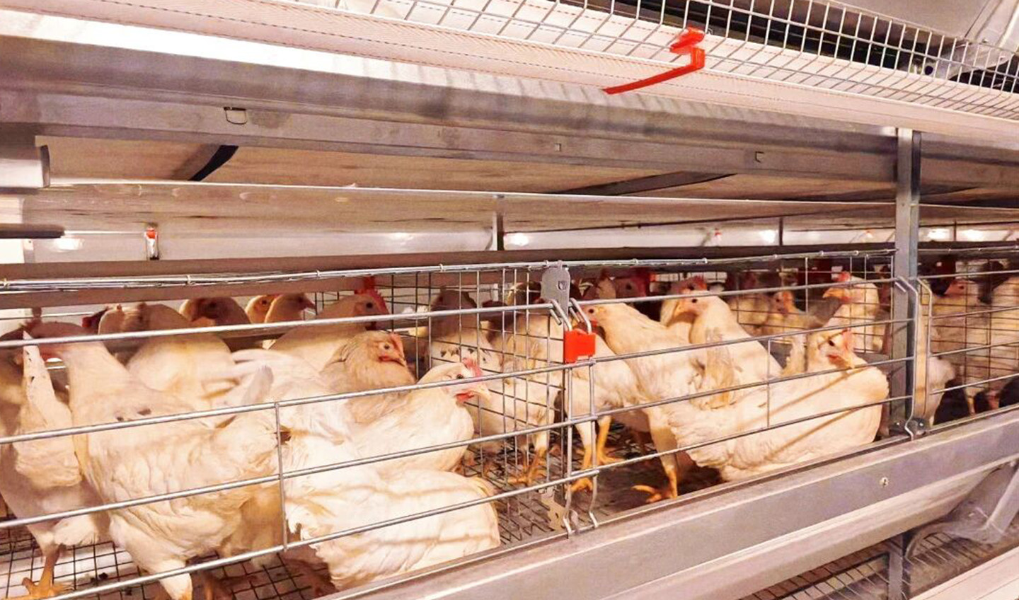 Успешного завершения! Интеллектуальное оборудование Little Giant расширяет возможности современного сельского хозяйства в Маченге, провинция Хуан