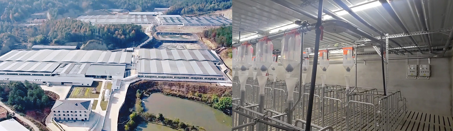 Современная свиноферма на 10 000 голов работает на полную мощность! Компания Little Giant помогает создать новый эталон для современного