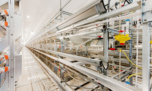 Новый прогресс! Документальный фильм о втором этапе строительства птицеводческого комплекса Little Giant в Ляо