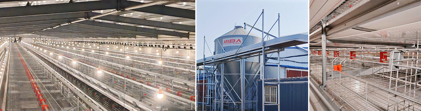 Another 2 Houses Delivered!Little Giant’s Total Delivery in Heze Exceeds 5 Million Layers