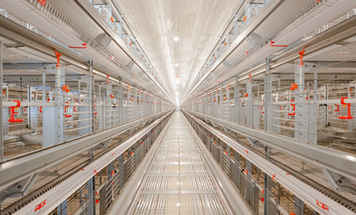 Новый прогресс! Документальный фильм о втором этапе строительства птицеводческого комплекса Little Giant в Ляо