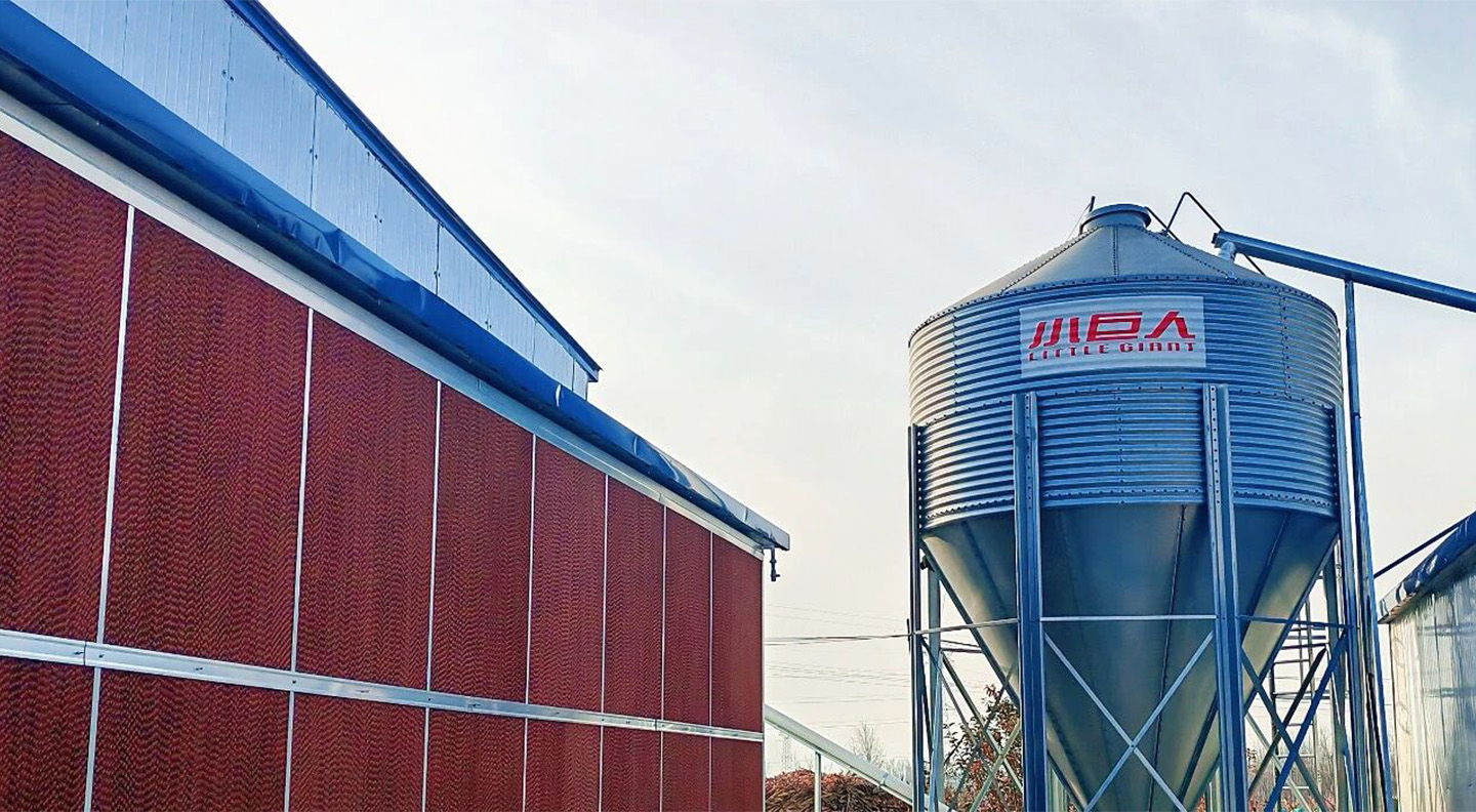 Another 2 Houses Delivered!Little Giant’s Total Delivery in Heze Exceeds 5 Million Layers