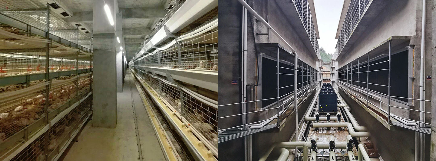 Multi‑Storey Chicken Farming! Little Giant’s Fujian Project Unlocks a New Model for 300,000 Broiler